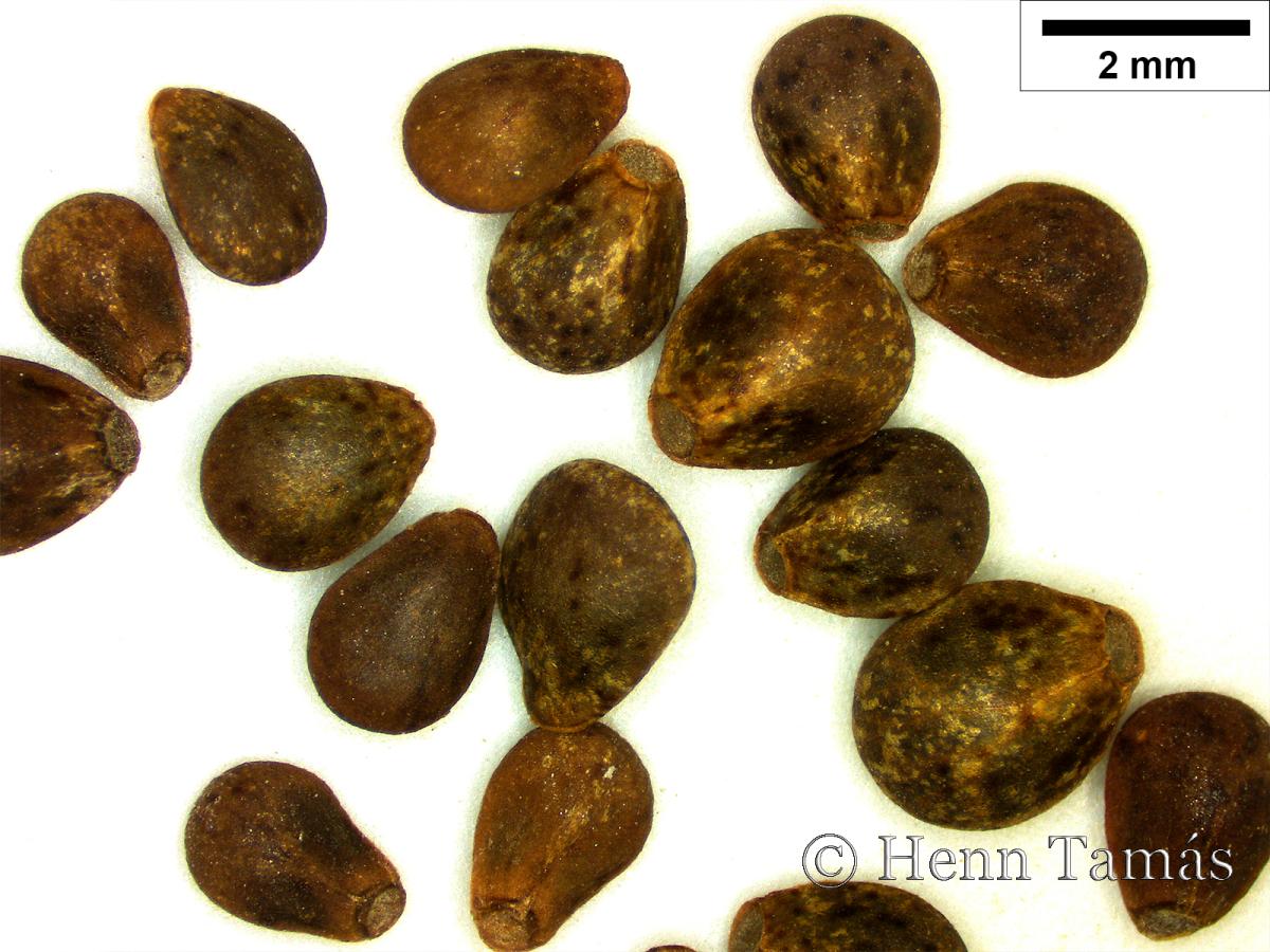 Galeopsis tetrahit L.