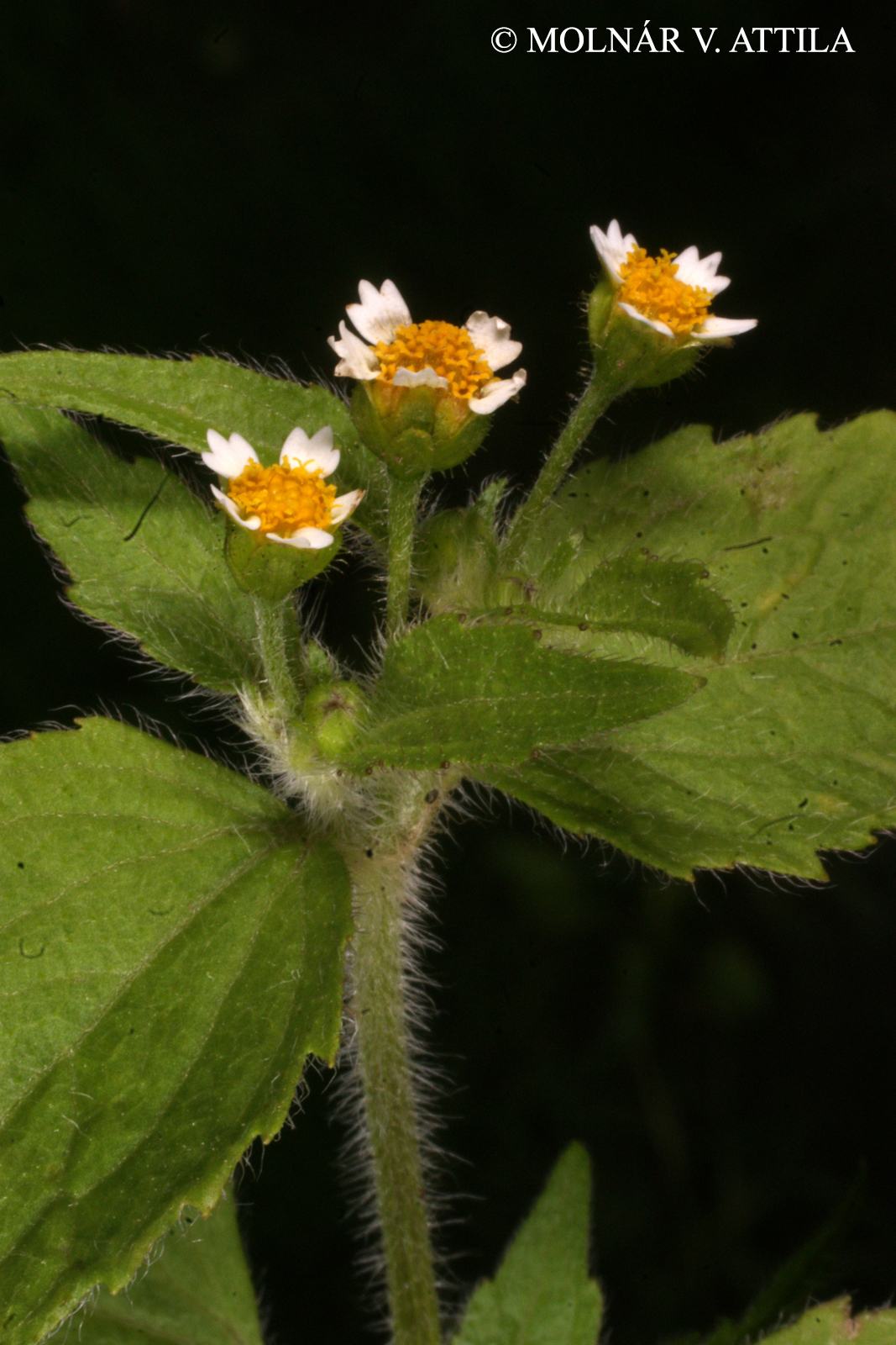 Galinsoga ciliata (Raf.) S.F. Blake