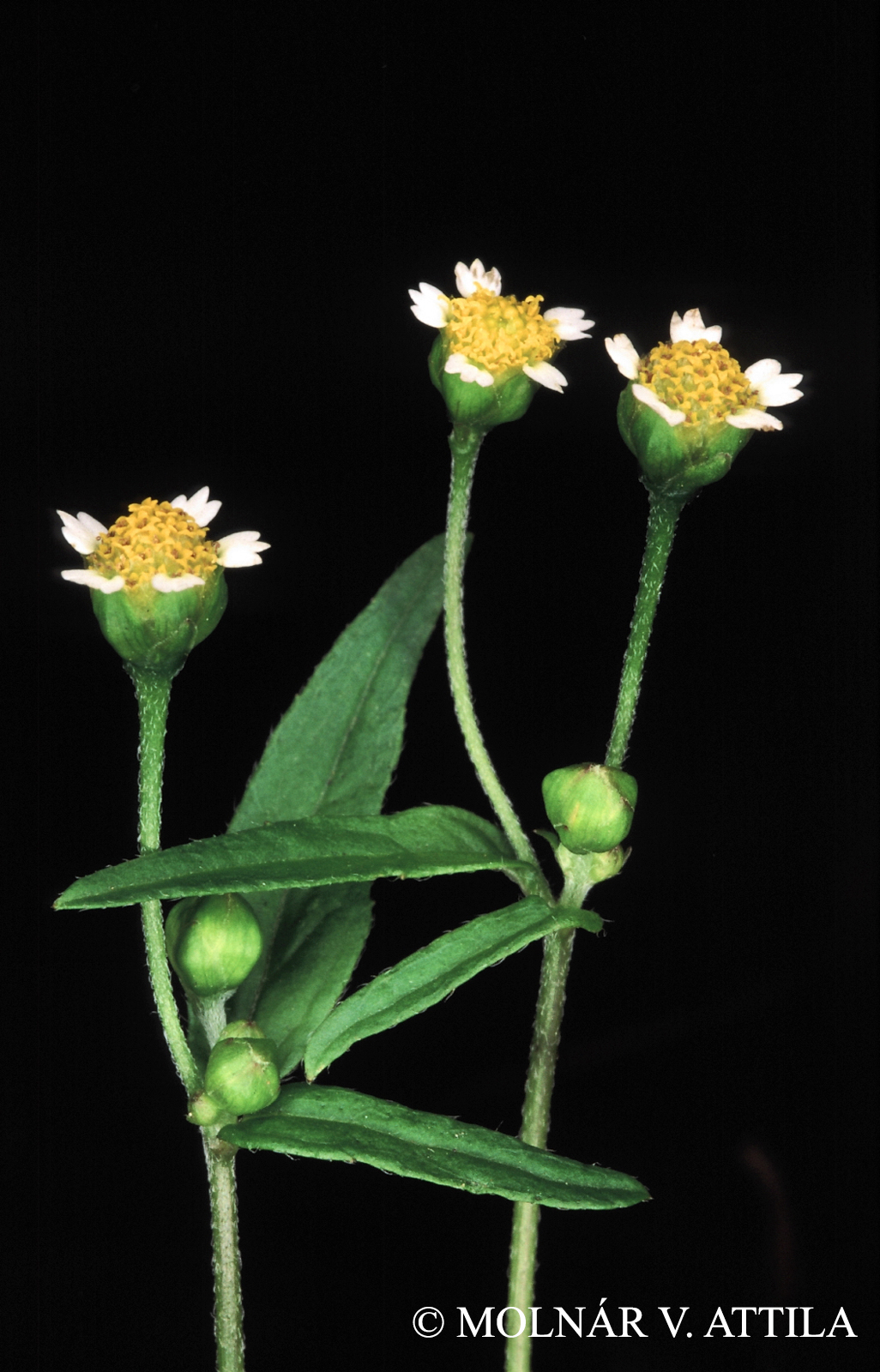 Galinsoga parviflora Cav.