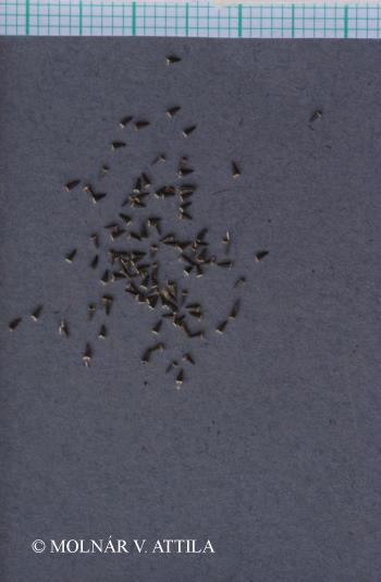 Galinsoga parviflora Cav. 2.Image