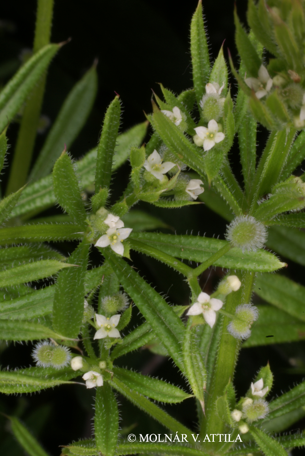 Galium aparine L.