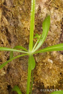 Galium aparine L. 3.Image