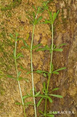 Galium aparine L. 2.Image