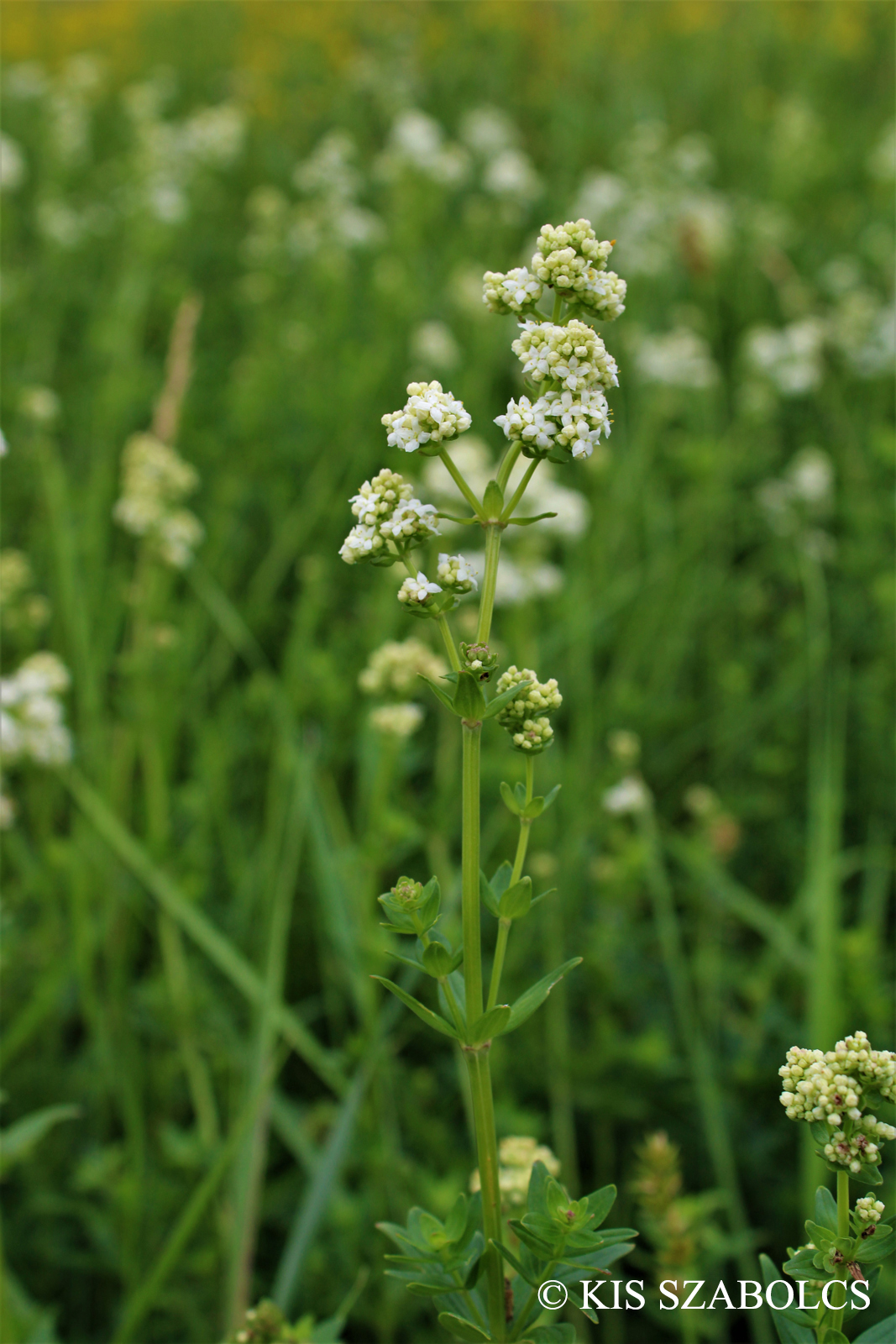 Galium boreale L.