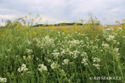Galium boreale L. 2.Image
