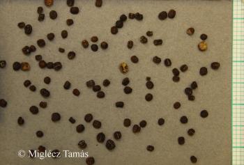 Galium boreale L. 3.Image