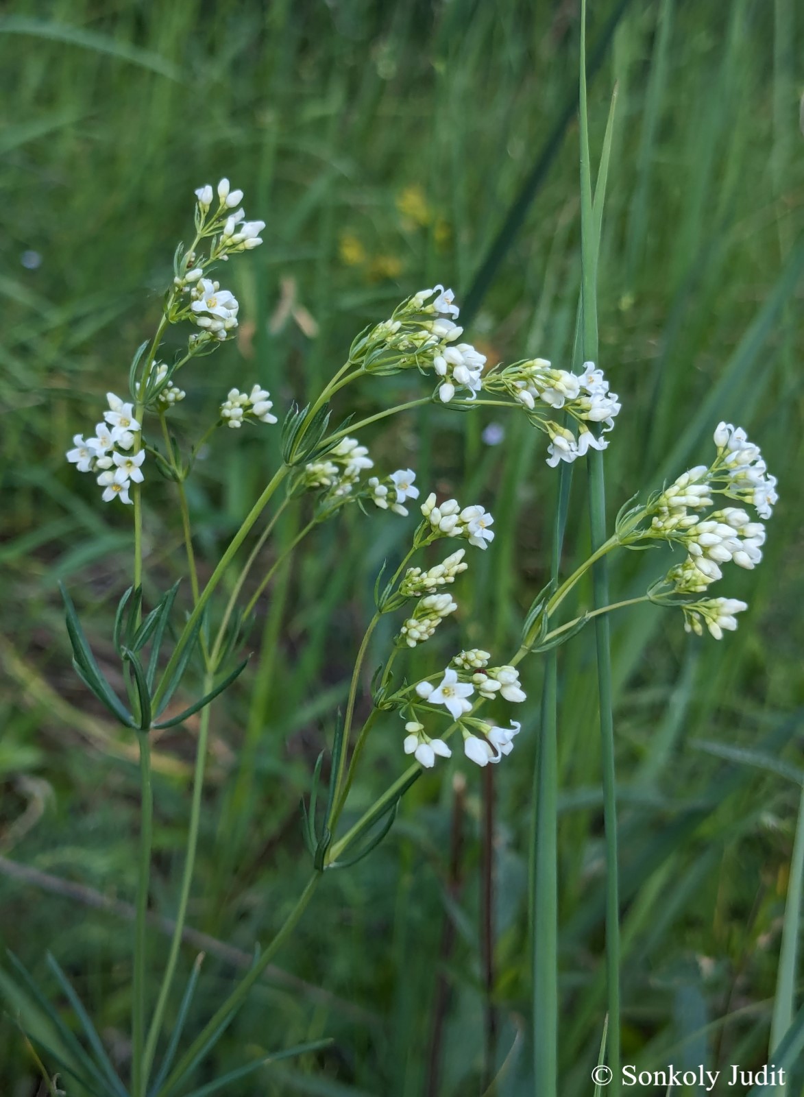 Galium glaucum L.