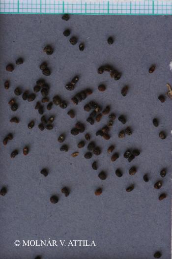 Galium glaucum L. 3.Image