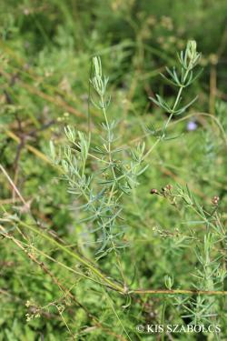 Galium glaucum L. 2.Image