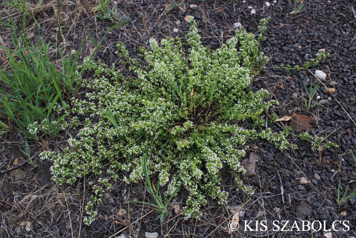 Galium humifusum M. Bieb.