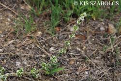 Galium humifusum M. Bieb. 2.Image