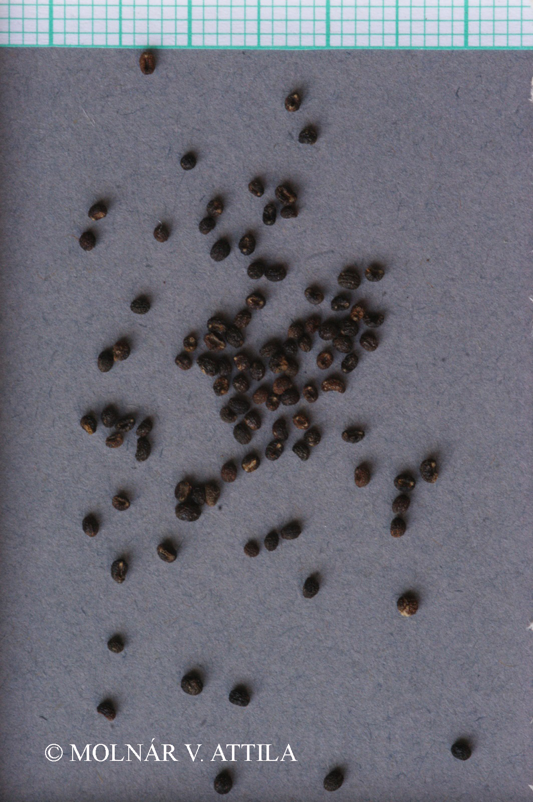 Galium lucidum All.