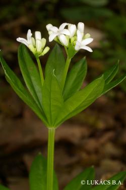 Galium odoratum (L.) Scop. 2.Image