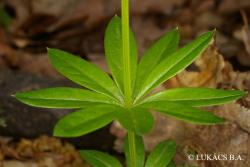 Galium odoratum (L.) Scop. 3.Image