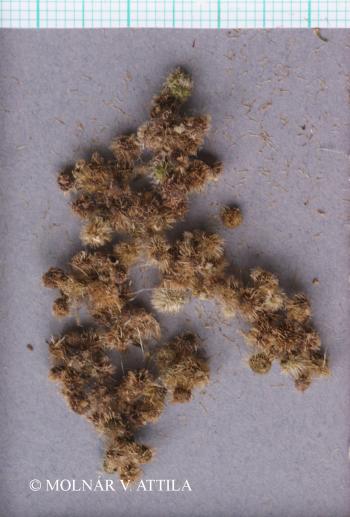 Galium odoratum (L.) Scop. 4.Image