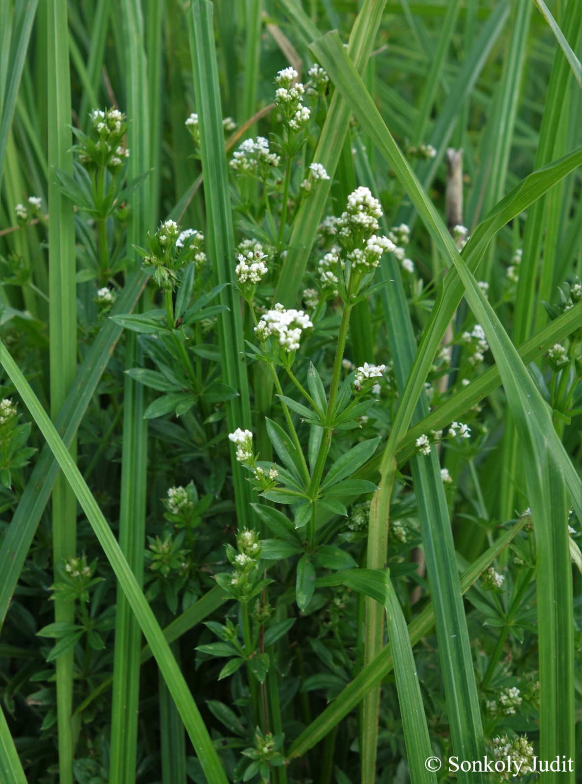 Galium rivale (Sibth. et Sm.) Griseb.