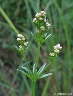 Galium rivale (Sibth. et Sm.) Griseb. 2.Image