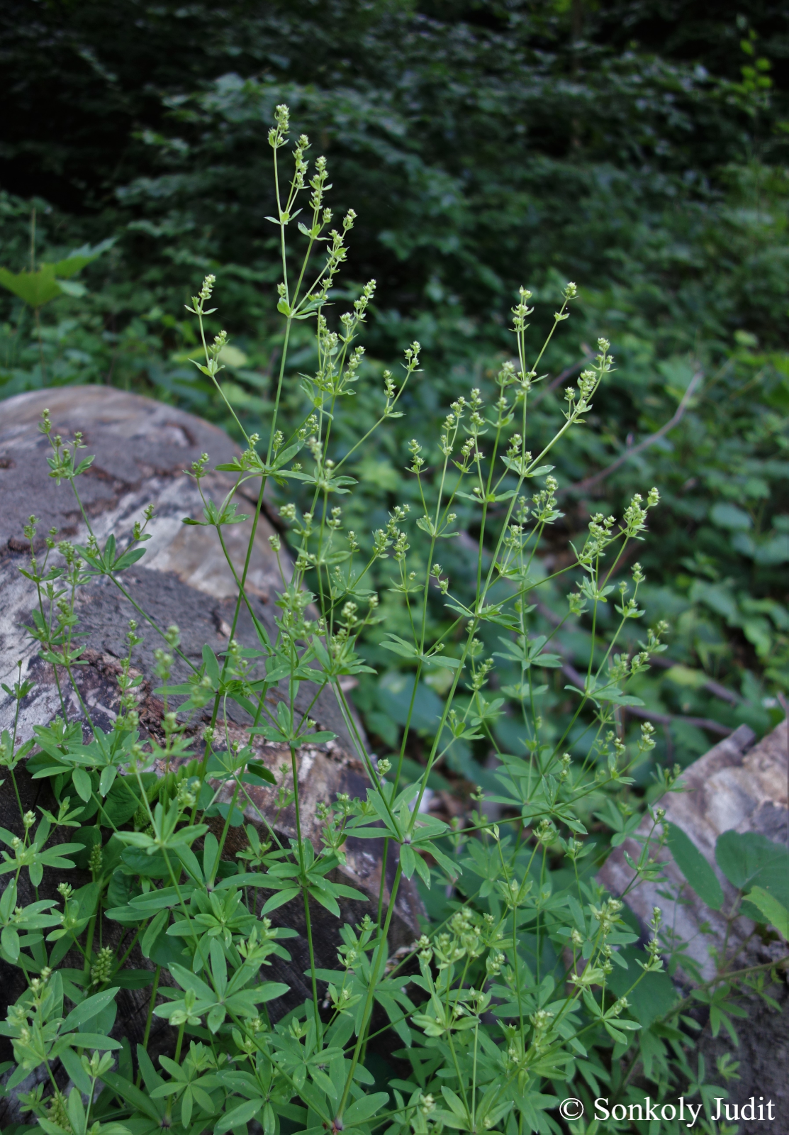 Galium schultesii Vest