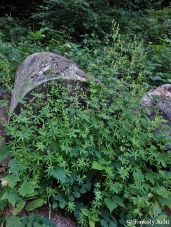Galium schultesii Vest 2.Image