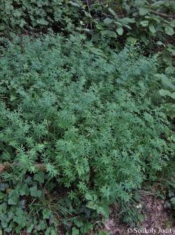 Galium schultesii Vest 3.Image
