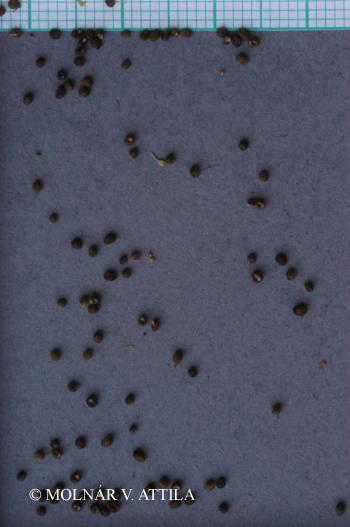 Galium schultesii Vest 4.Image