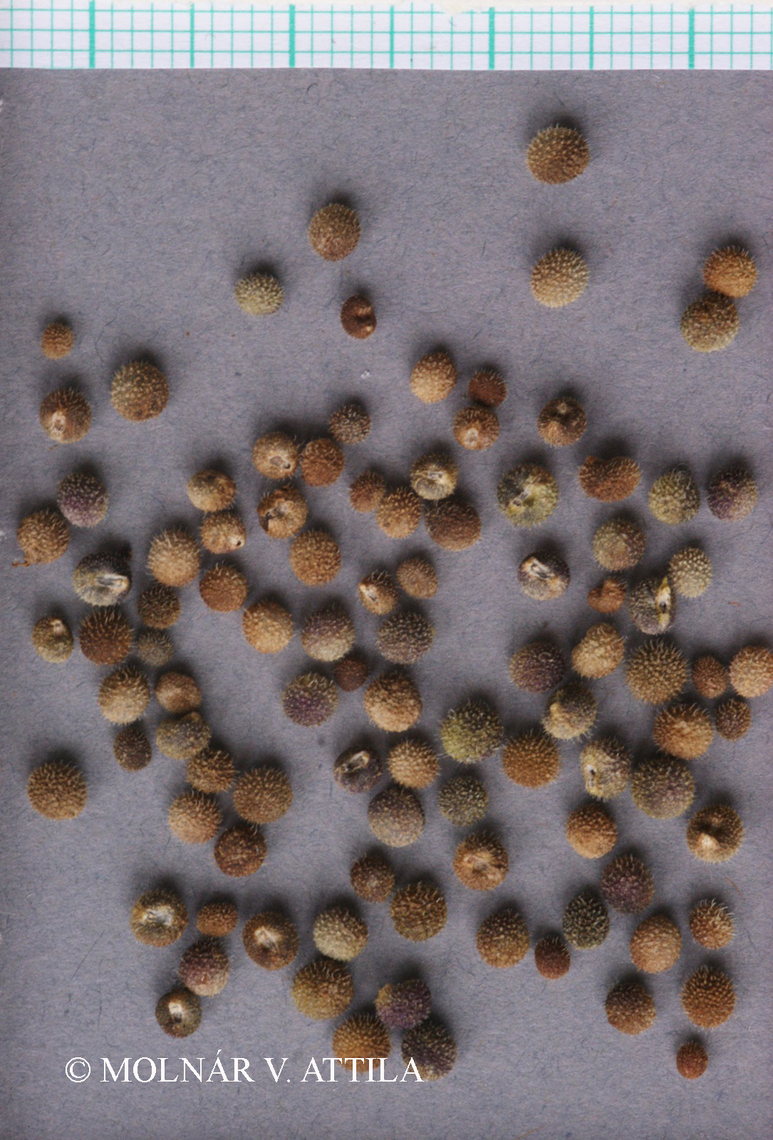 Galium spurium L.