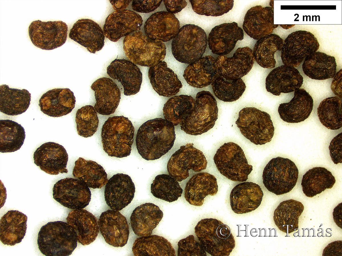 Galium sylvaticum L.