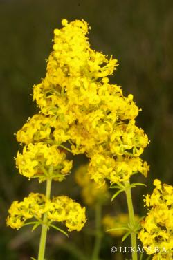 Galium verum L. 3.Image