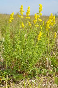Galium verum L. 2.Image