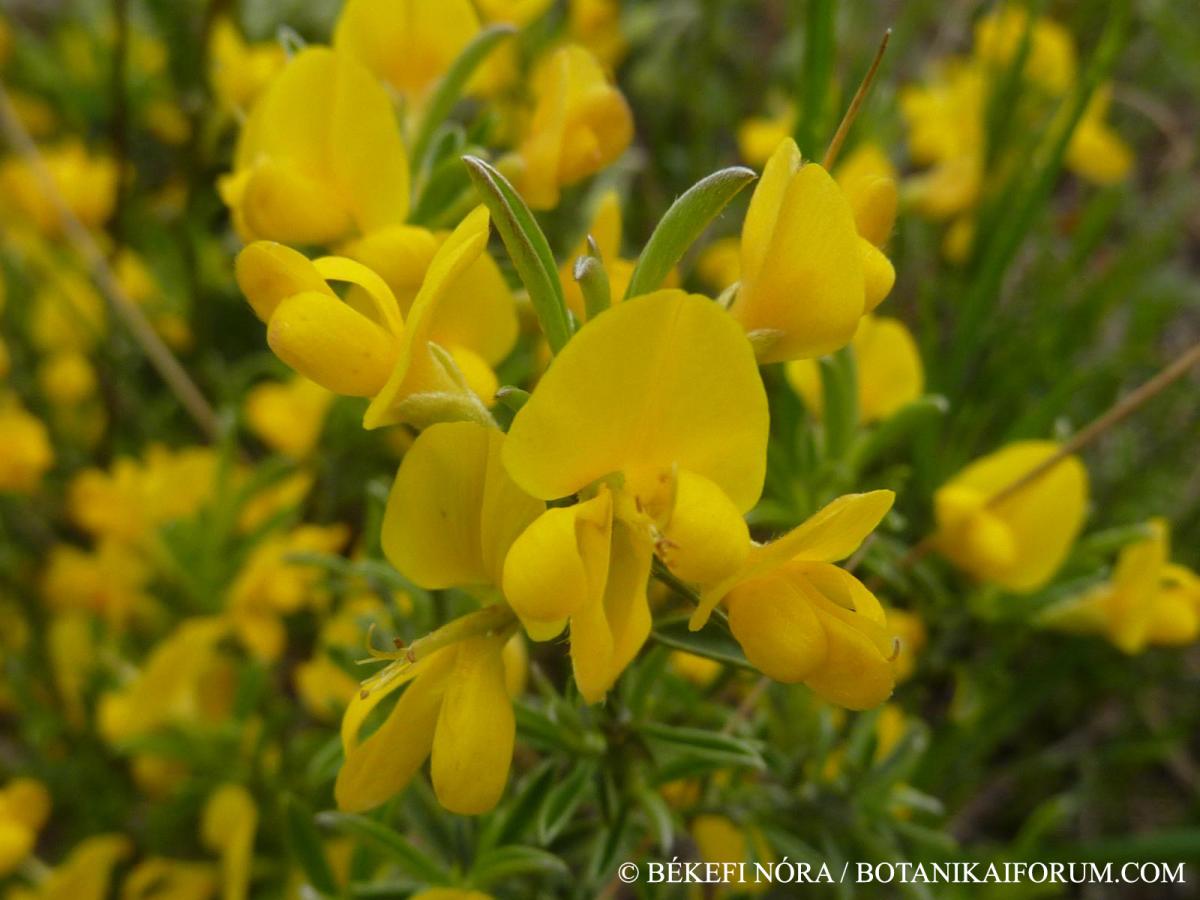 Genista pilosa L.