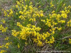 Genista pilosa L. 2.Image
