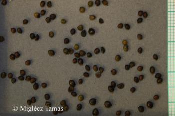 Genista tinctoria L. 2.Image