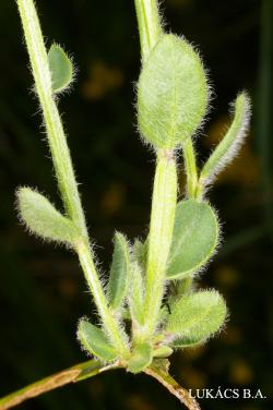 Genistella sagittalis (L.) Gams 3.Image