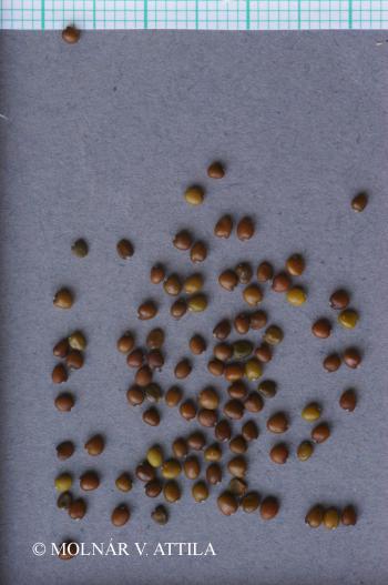 Genistella sagittalis (L.) Gams 4.Image