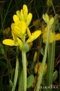 Genistella sagittalis (L.) Gams 2.Image