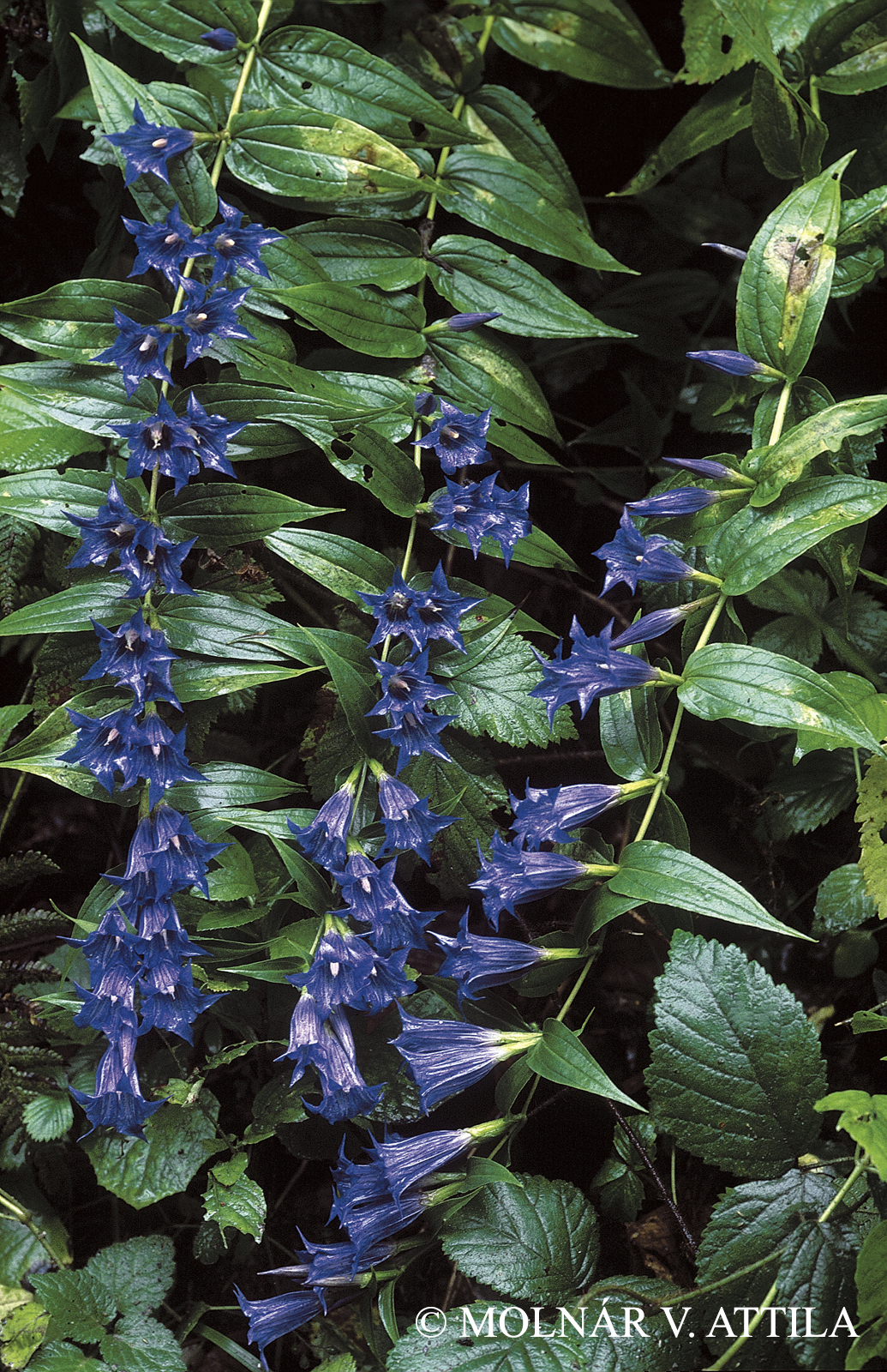 Gentiana asclepiadea L.