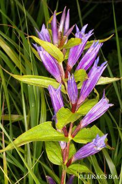 Gentiana asclepiadea L. 3.Image