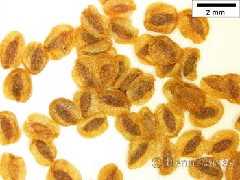 Gentiana asclepiadea L. 4.Image
