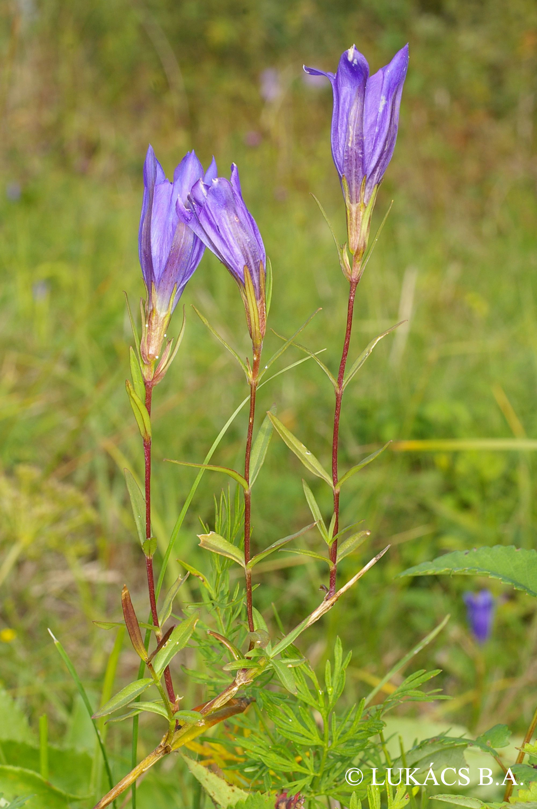 Gentiana pneumonanthe L.