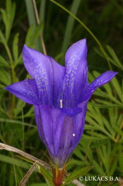 Gentiana pneumonanthe L. 2.Image