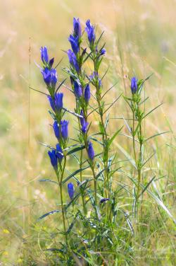 Gentiana pneumonanthe L. 3.Image