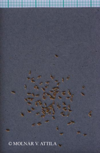 Gentiana pneumonanthe L. 4.Image