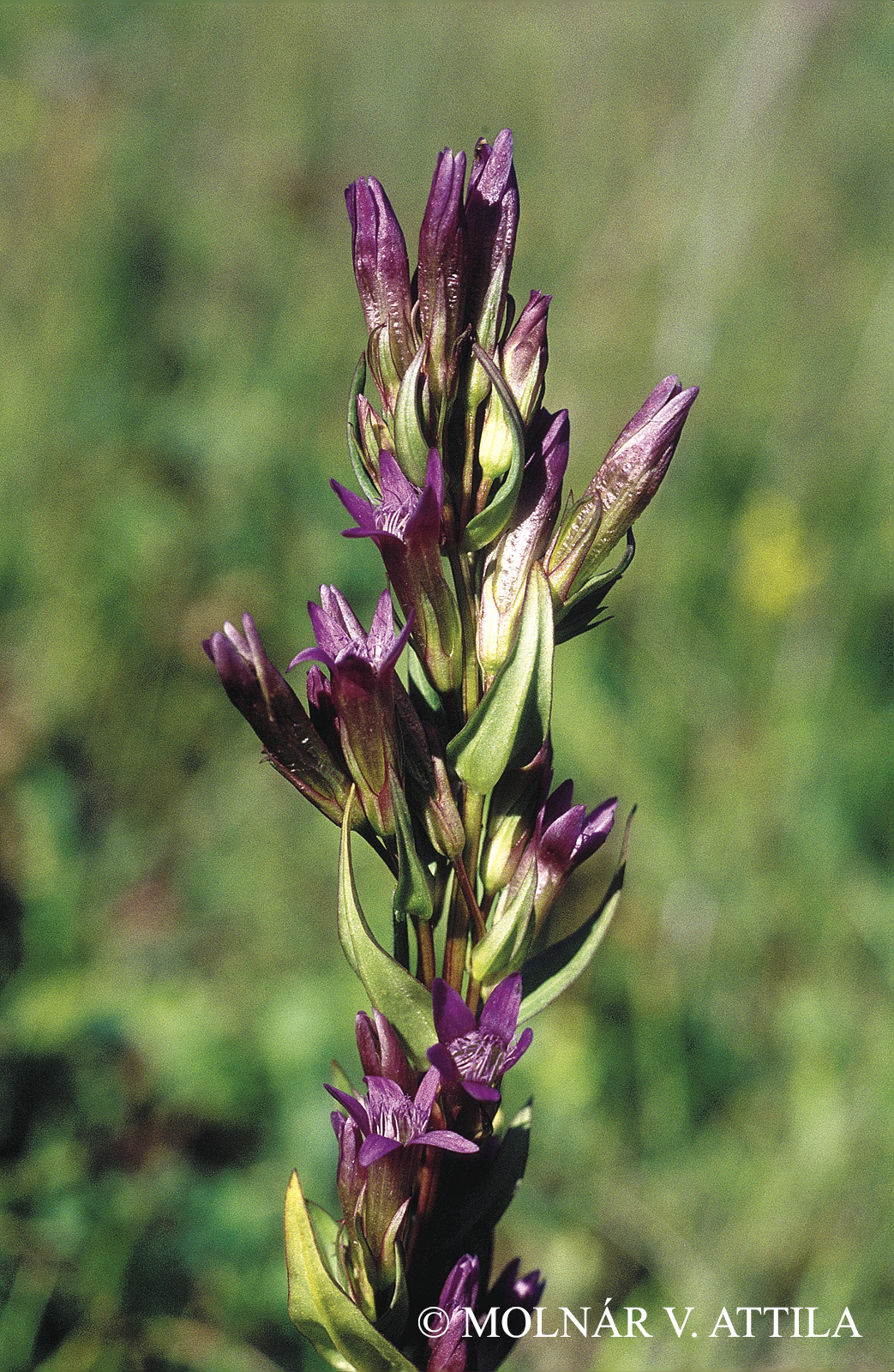 Gentianella amarella (L.) Börner subsp. livonica (Ledeb.) Dostál