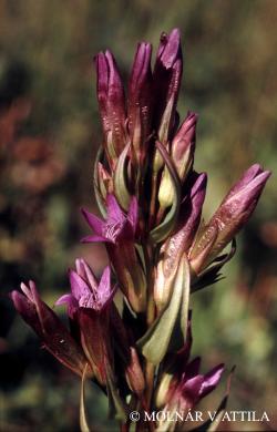 Gentianella amarella (L.) Börner subsp. livonica (Ledeb.) Dostál 2.Kép