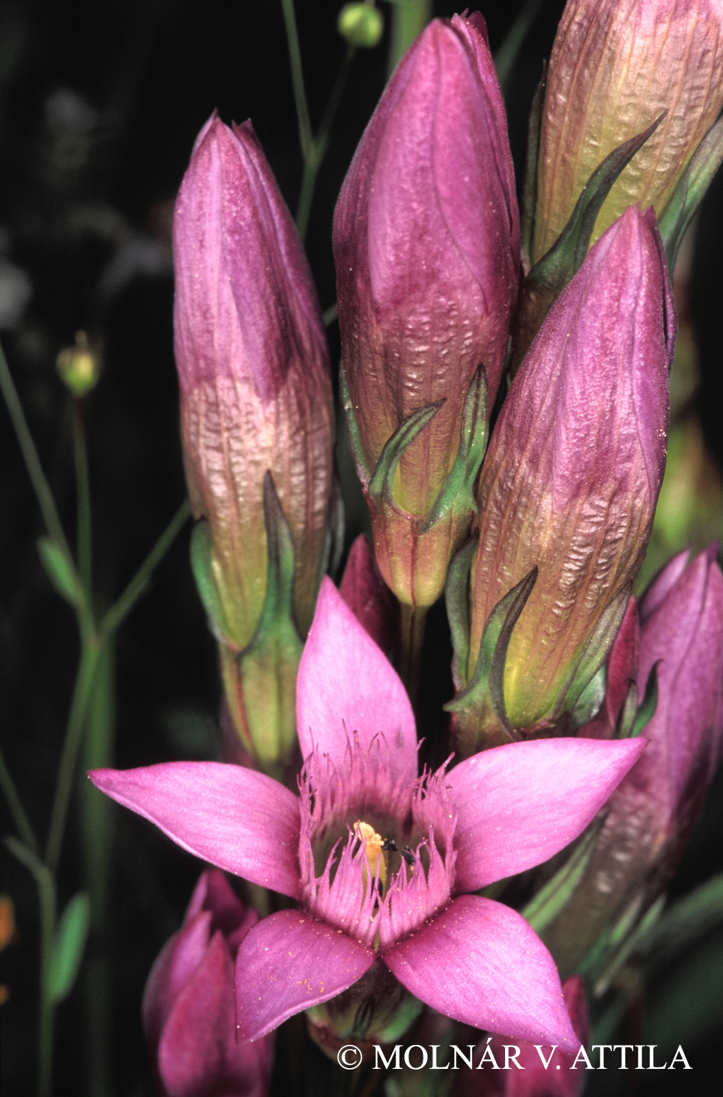Gentianella austriaca (A. Kern. et J.Kern.) Holub