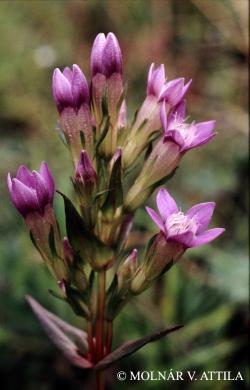 Gentianella austriaca (A. Kern. et J.Kern.) Holub 2.Kép