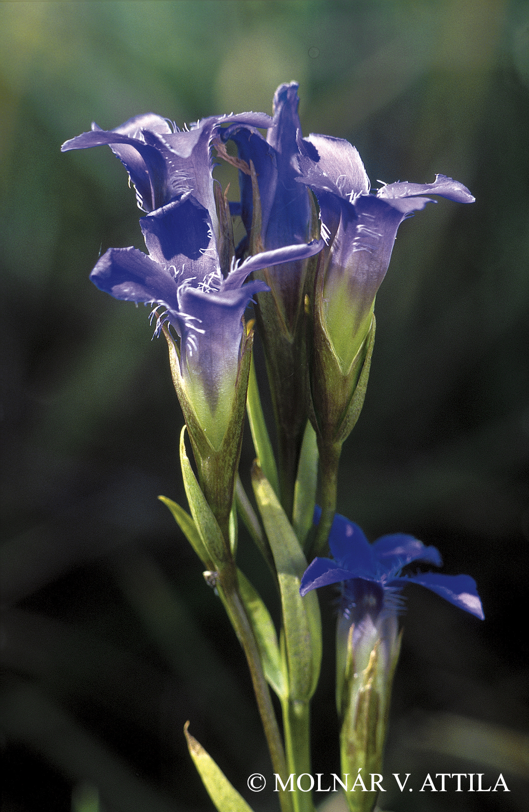 Gentianopsis ciliata (L.) Ma