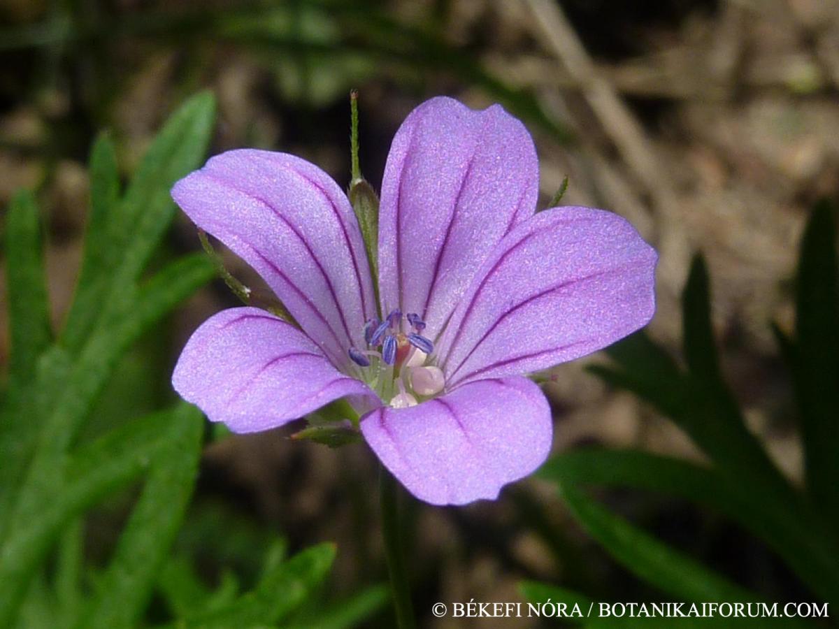 Geranium columbinum L.
