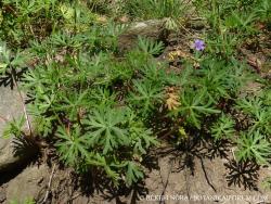 Geranium columbinum L. 2.Image