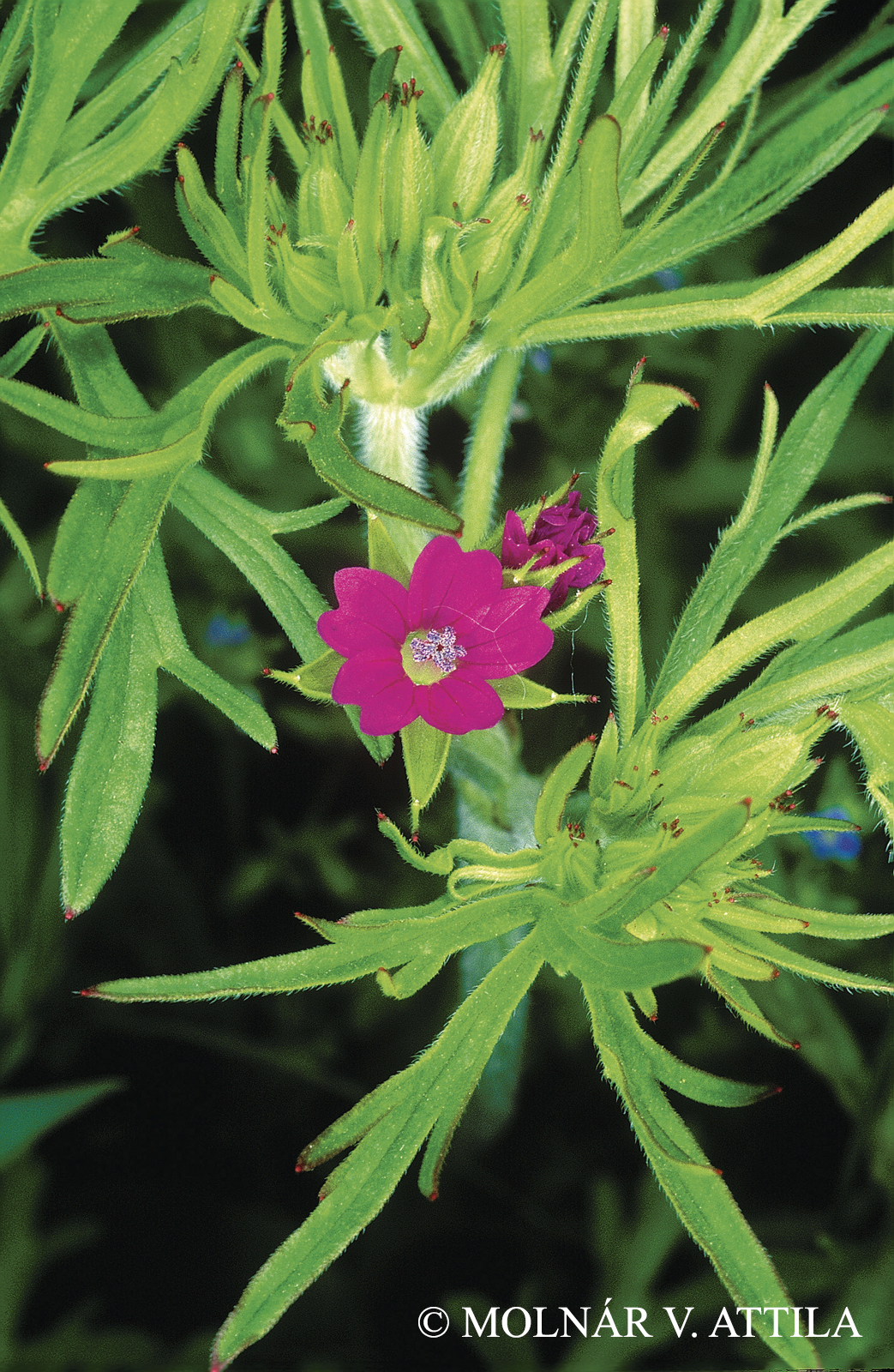 Geranium dissectum L.